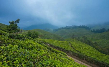 Munnar Holidays – A Refreshing Family Getaway