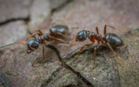 Ant Removal Cost Melbourne: What You Should Know Before Booking Services