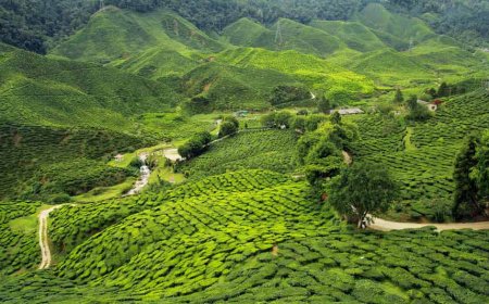 Plan Your Journey with This Perfect Assam Itinerary Guide