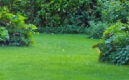 Garden Maintenance Little Bay with Expert Care for Your Lawn Plants and Outdoor Spaces