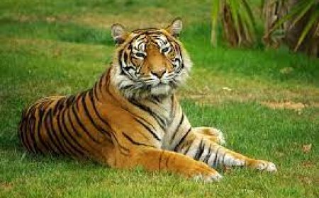 Explore The Untamed Beauty of Pench National Park