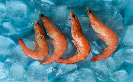 Prefeasibility Report on a Frozen Shrimp Manufacturing Plant Project Setup Cost and Expanses