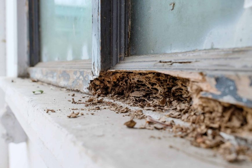 The Essential Termite Inspection Checklist for Baltimore Properties