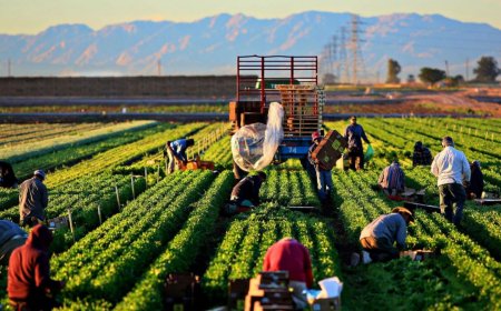 How to Find the Latest Farm Jobs with Visa Sponsorship in 2025