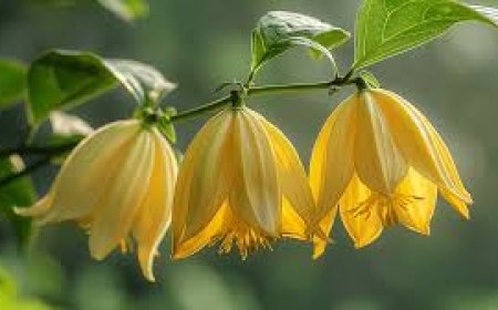 Ylang Ylang – The Exotic Elixir of Wellness and Romance