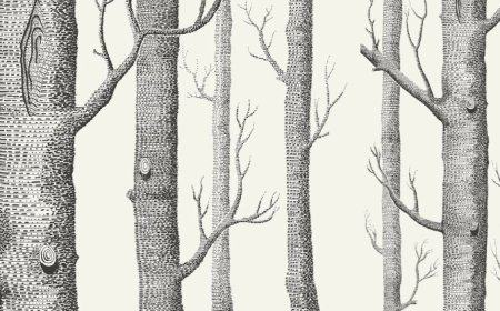 Transform Your Space with Stunning Wall Mural Wallpaper in Australia