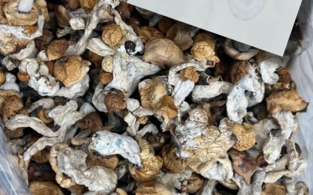 How to detect good penis Envy Magic mushroom near me