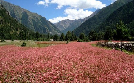 Chandigarh to kalpa Kaza taxi - BookUrTaxi