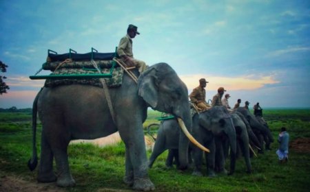 Gir National Park: A Majestic Wildlife Experience in the Heart of Gujarat