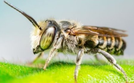 Why You Should Never Ignore a Small Bee Problem